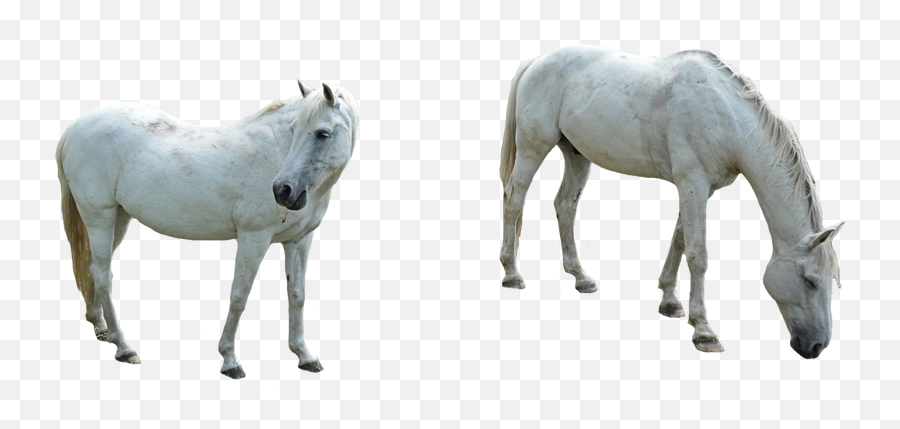 Arabian White Horse Transparent Image Png Arts - Mustang Emoji,Horses Png