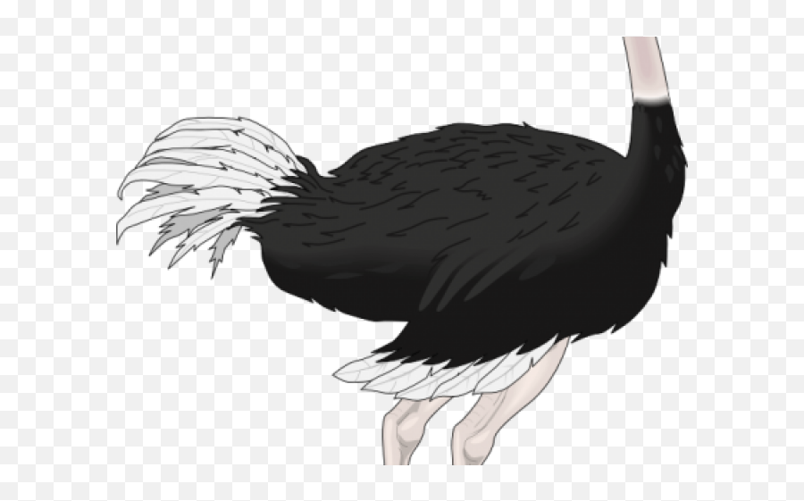 Ostrich Clipart Realistic - Realistic Ostrich Cartoon Emoji,Ostrich Clipart