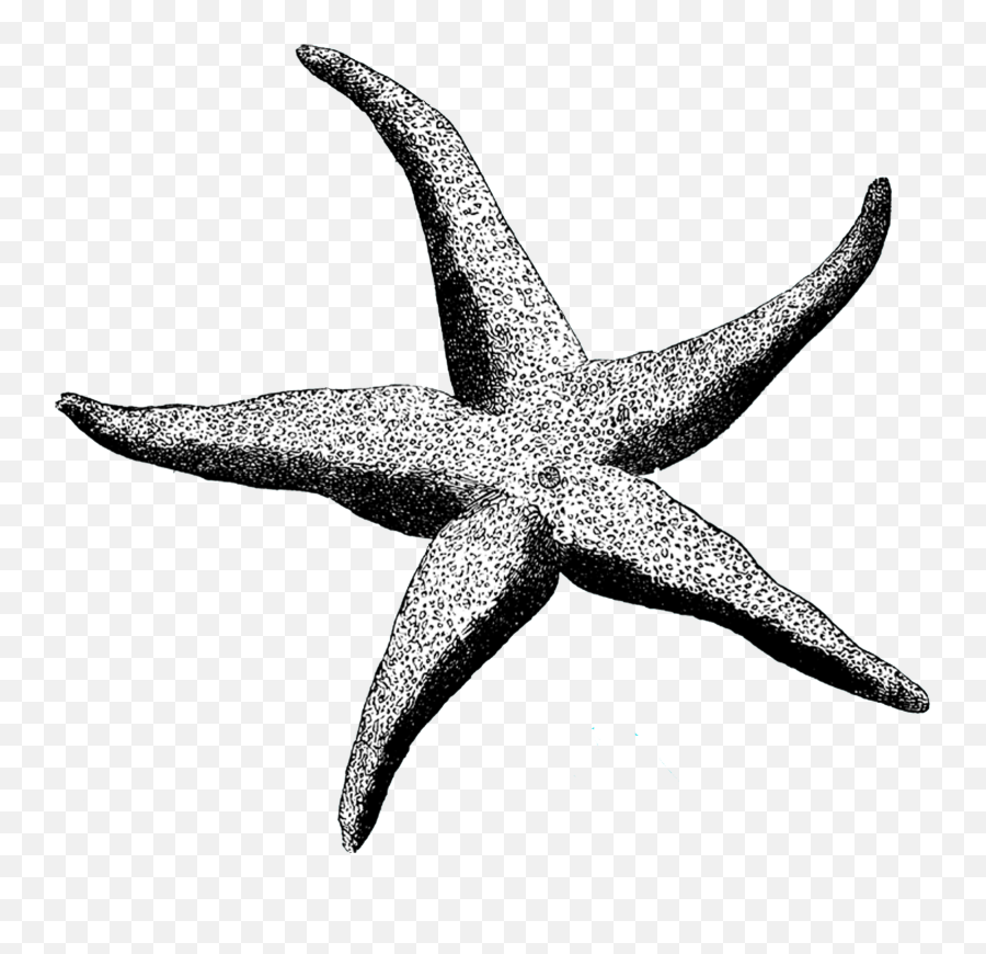 Hamilton Star Clipart Picture Transparent Library Http - Gambar Sketsa Bintang Laut Kartun Emoji,Starfish Clipart Black And White