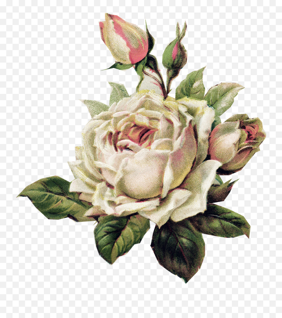White Vintage Floral Png Transparent Emoji,Vintage Roses Png