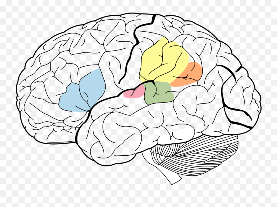 Brain Sketch With Lobes Outline Svg - Clipart Best Emoji,Brain Outline Png