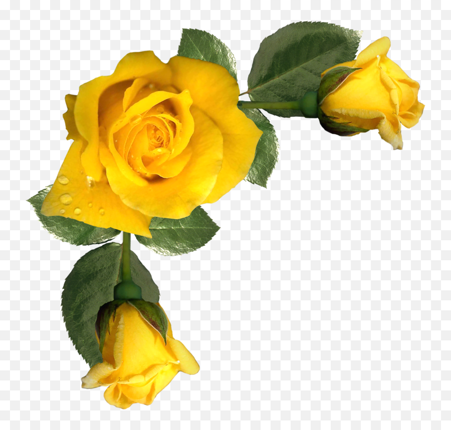 K - Yellow Rose Png Frame Clipart Full Size Emoji,Yellow Roses Png
