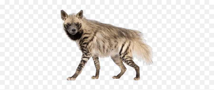 Hyena Png Image - Transparent Hyena White Background Emoji,Hyena Png