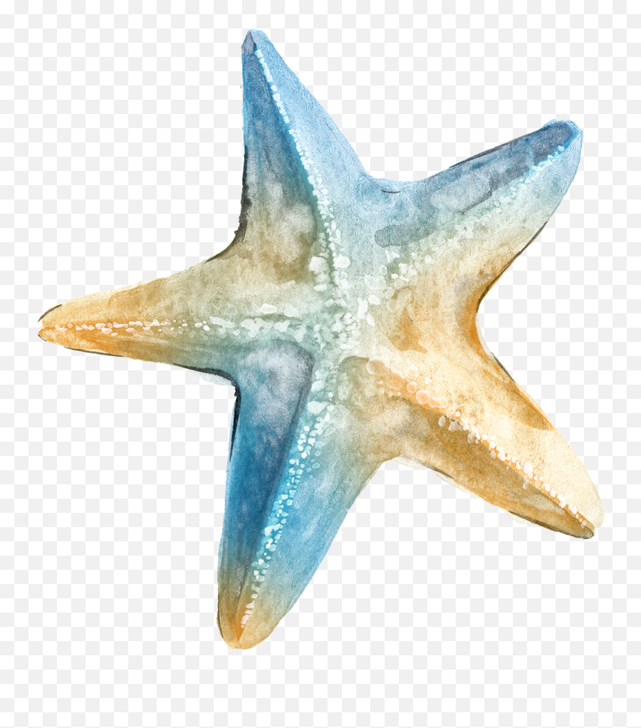 Logo Ta Clip Art Transprent Png Free - Watercolor Sea Star Png Emoji,Starfish Png