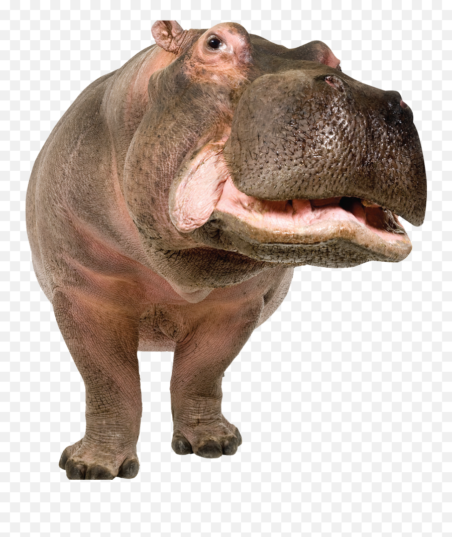 Hippo Clipart Realistic Cartoon Hippo Realistic Cartoon - Hippo Png Emoji,Hippo Clipart