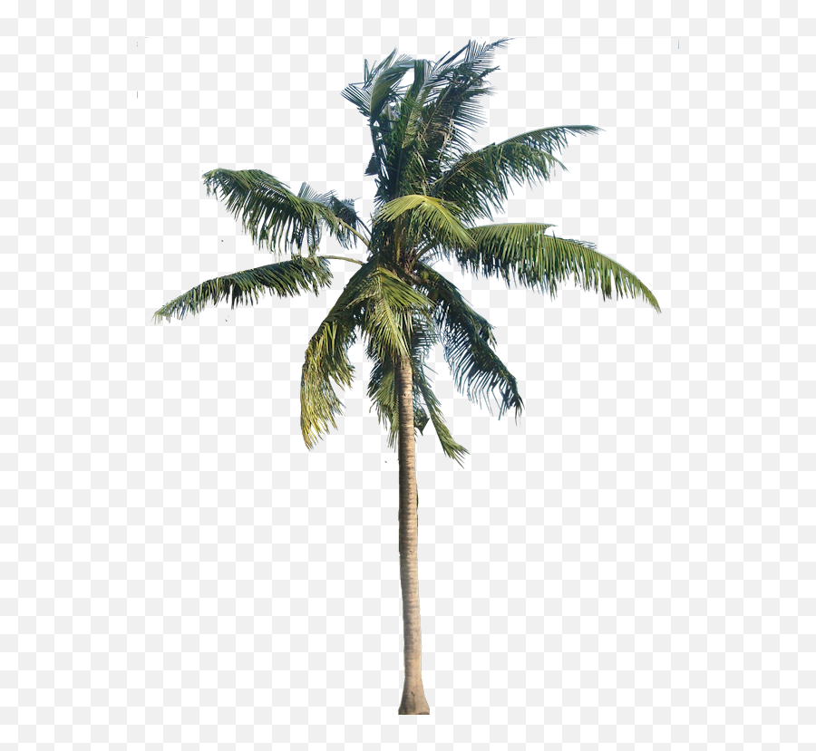 Tropical Tree - Transparent Background Palm Tree Png Emoji,Palm Trees Png