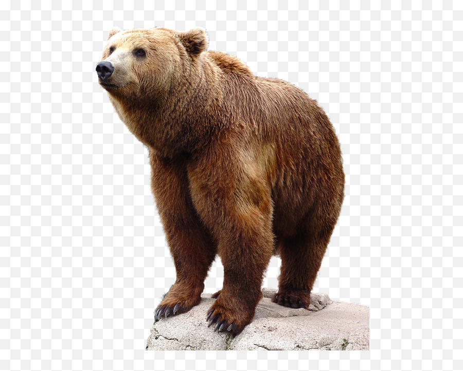 Animal Png Hd Transparent Animal Hd - Grizzley Bears Png Emoji,Animal Png