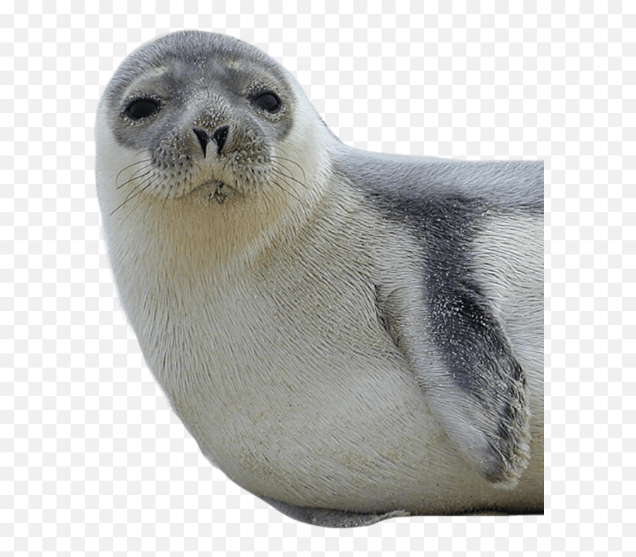 Seal Png Images - Seals Png Emoji,Seal Png