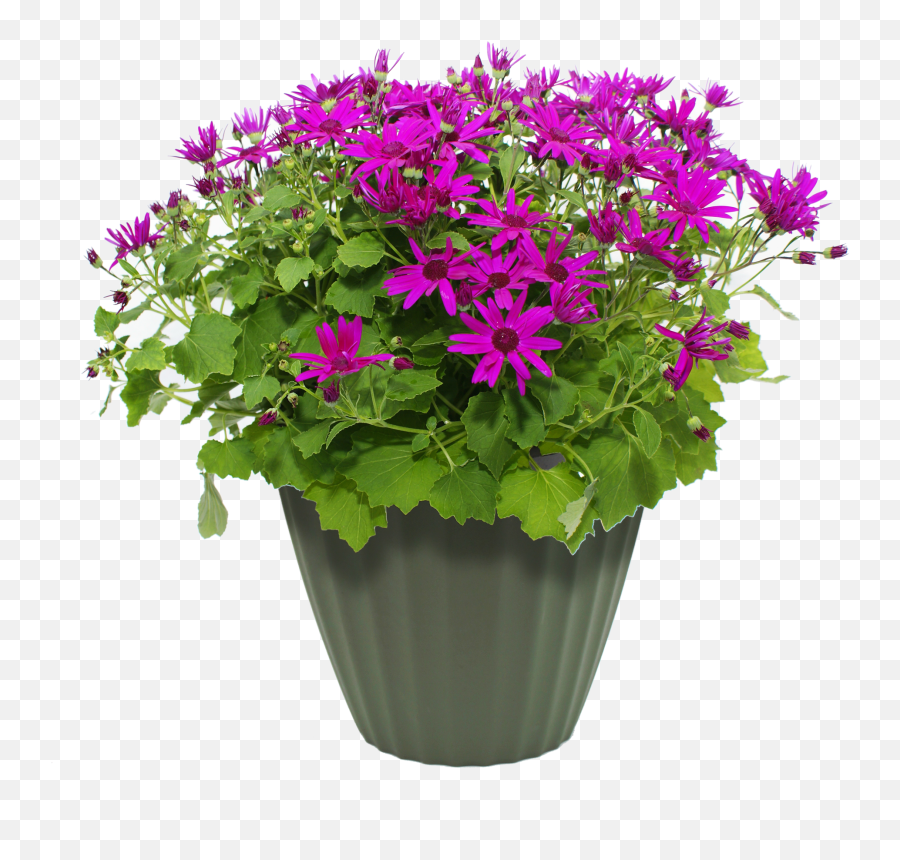 Purple Flower Pot Transparent Png - Png Format Flower Pot Png Emoji,Purple Flower Transparent