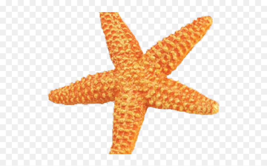 Download Starfish Png Transparent Images - Safari Ws Sea Orange Starfish Emoji,Starfish Png