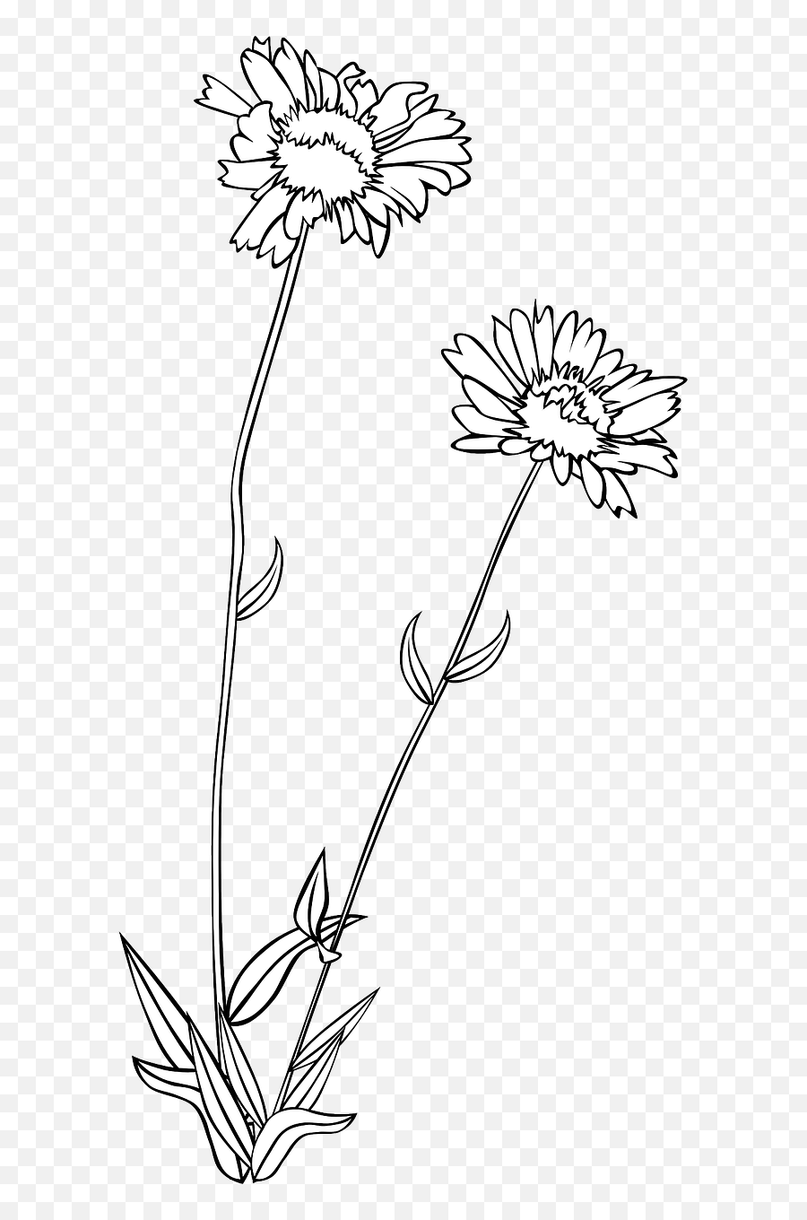 Wildflower Flower Plant - Wildflower Outline Png Emoji,Wildflower Png