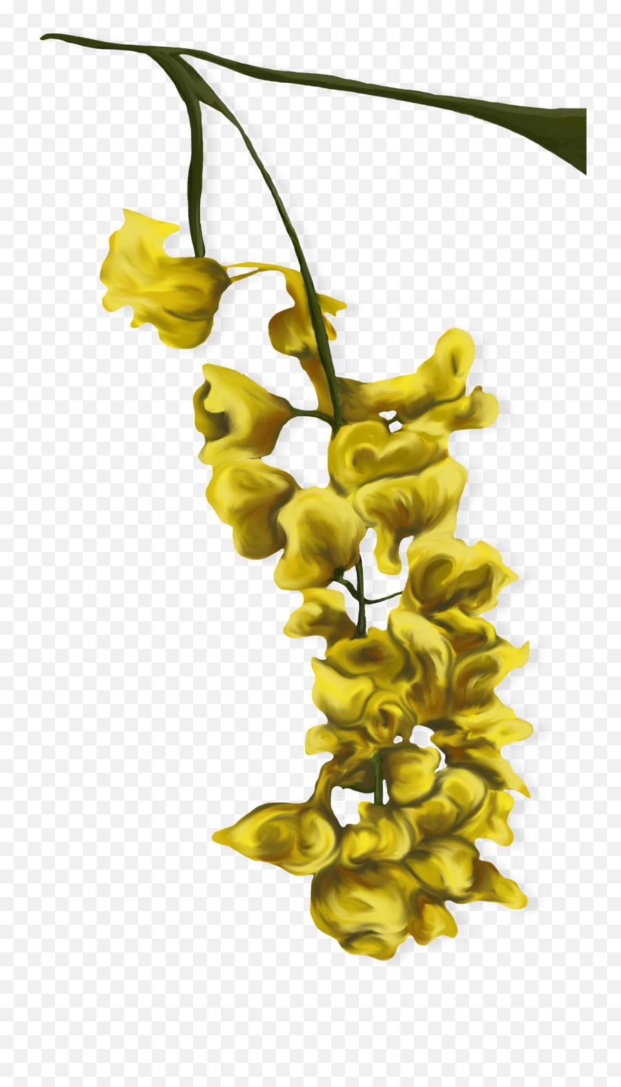The Troubles Of The Anxious - Caesalpinia Emoji,Yellow Flower Transparent