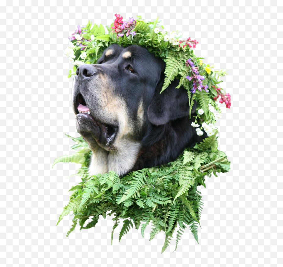 Dog With Flower Crown Cutouts - Guard Dog Emoji,Flower Crown Transparent