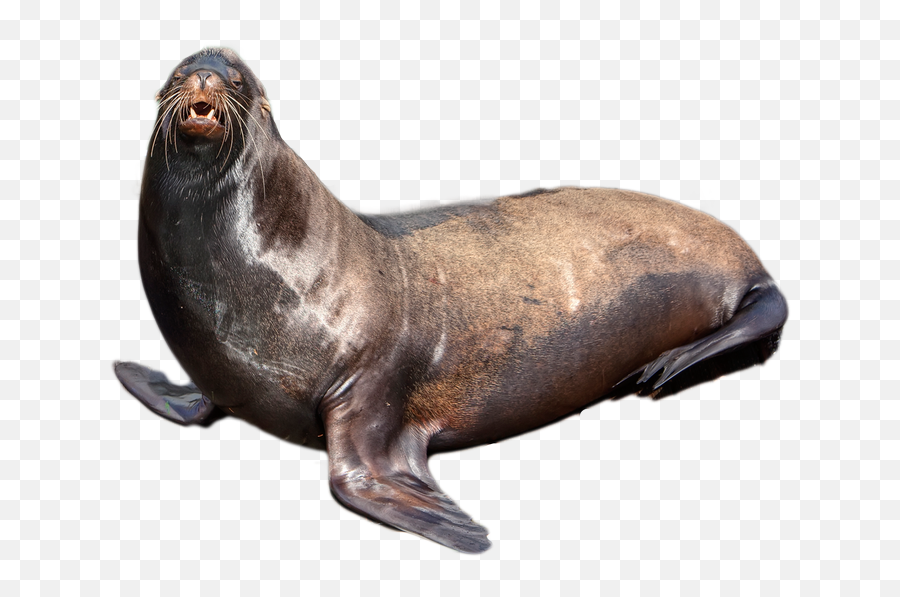 Harbor Seal Png - Seal Png Emoji,Seal Png