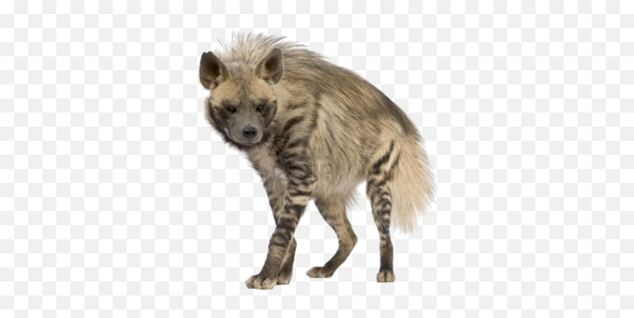 Hyena Png Picture Emoji,Hyena Png