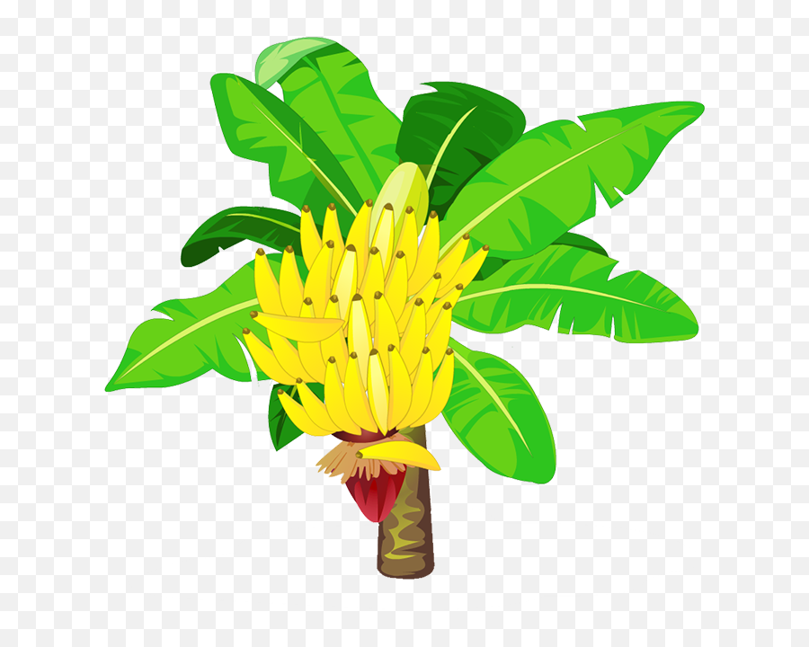 Banana Tree Png - Yellow Clipart Banana Tree Plantain Banana Flower With Fruit Png Emoji,Yellow Clipart