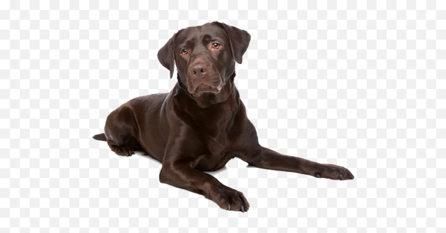 Labrador Retriever Transparent U0026 Png Clipart Free Download - Chocolate Labrador Retriever Png Emoji,Labrador Clipart