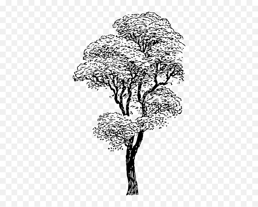 Outline Drawing Sketch Tree Cartoon Winter Trees - Big Tall Tree Clipart Black And White Emoji,Winter Tree Clipart
