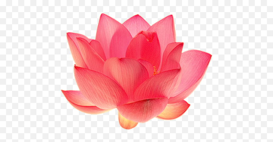 Lotus Flower Logo Png Download - Pink Lotus Emoji,Lotus Flower Logo