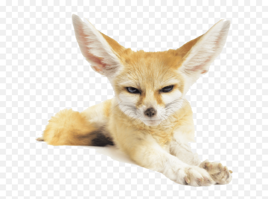 Download Hd Fennec Fox Png Pic - Desert Animals No Emoji,Animals Transparent Background
