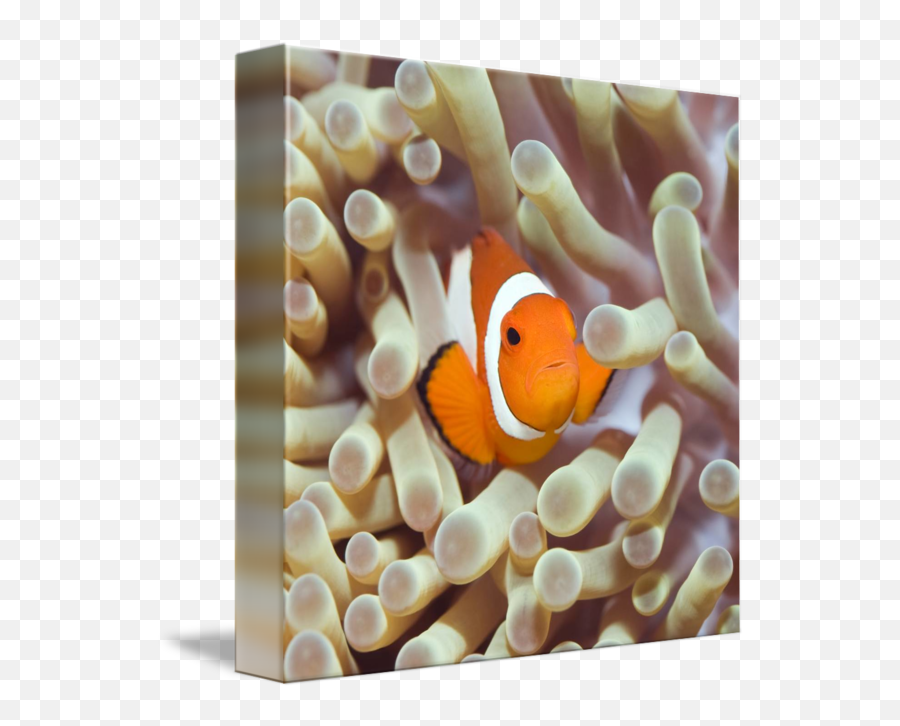 Tropical Fish Clownfish By Dmitry Volochaev Emoji,Clownfish Png