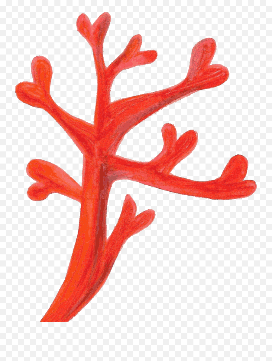 Antler Organism Red Coral Png Clipart - Coral Clipart Png Emoji,Coral Reef Clipart