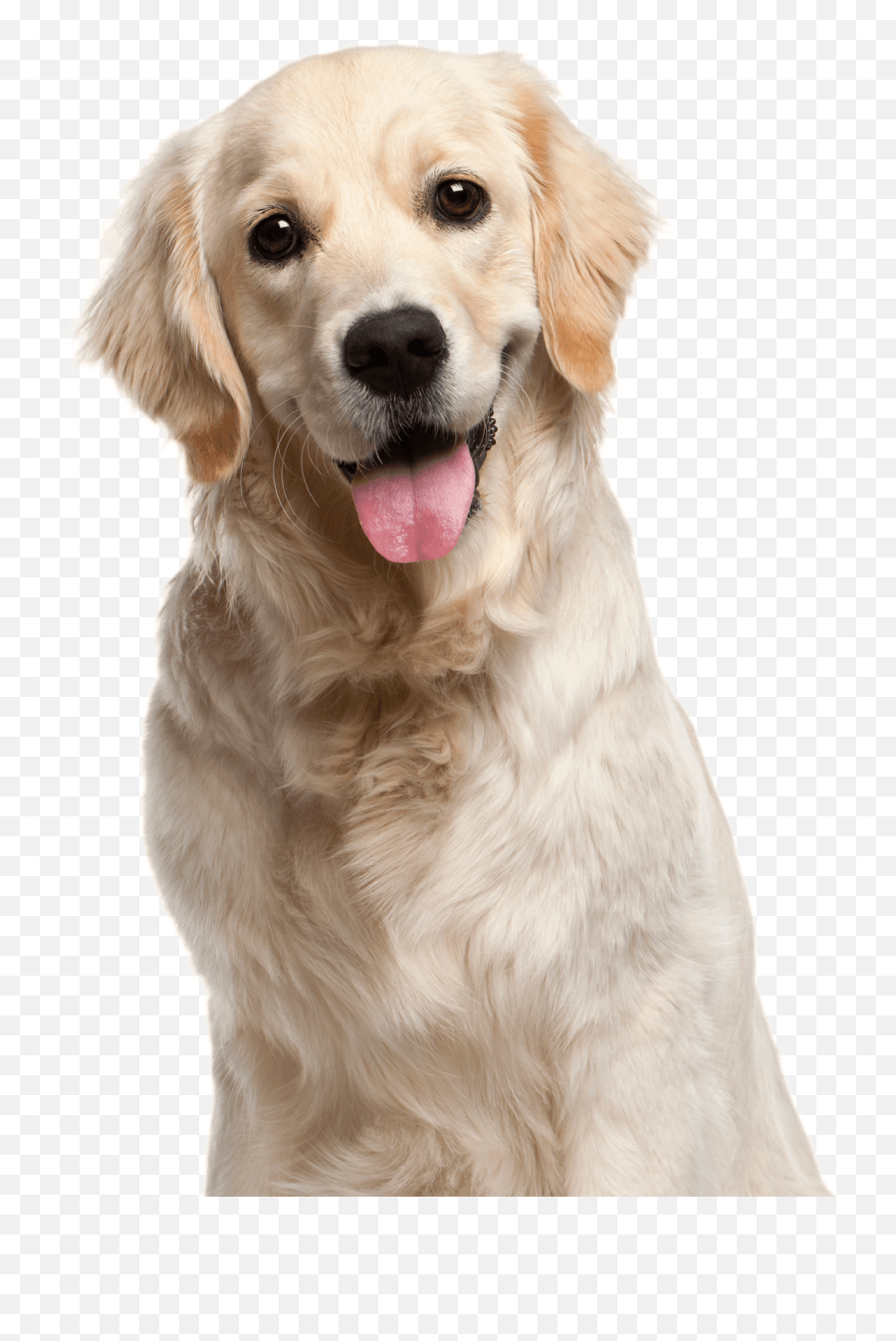 Dog Packages San Tan Valley Az - Happy Golden Retriever Png Emoji,Puppy Png