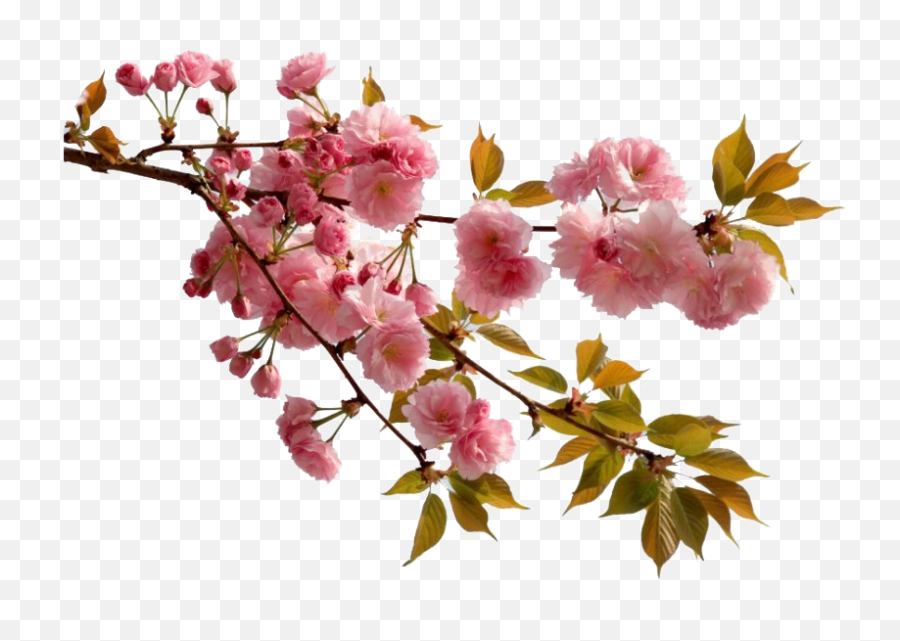 Chinese Flower Png Picture - Cherry Blossom Flower Png Emoji,Flower Png