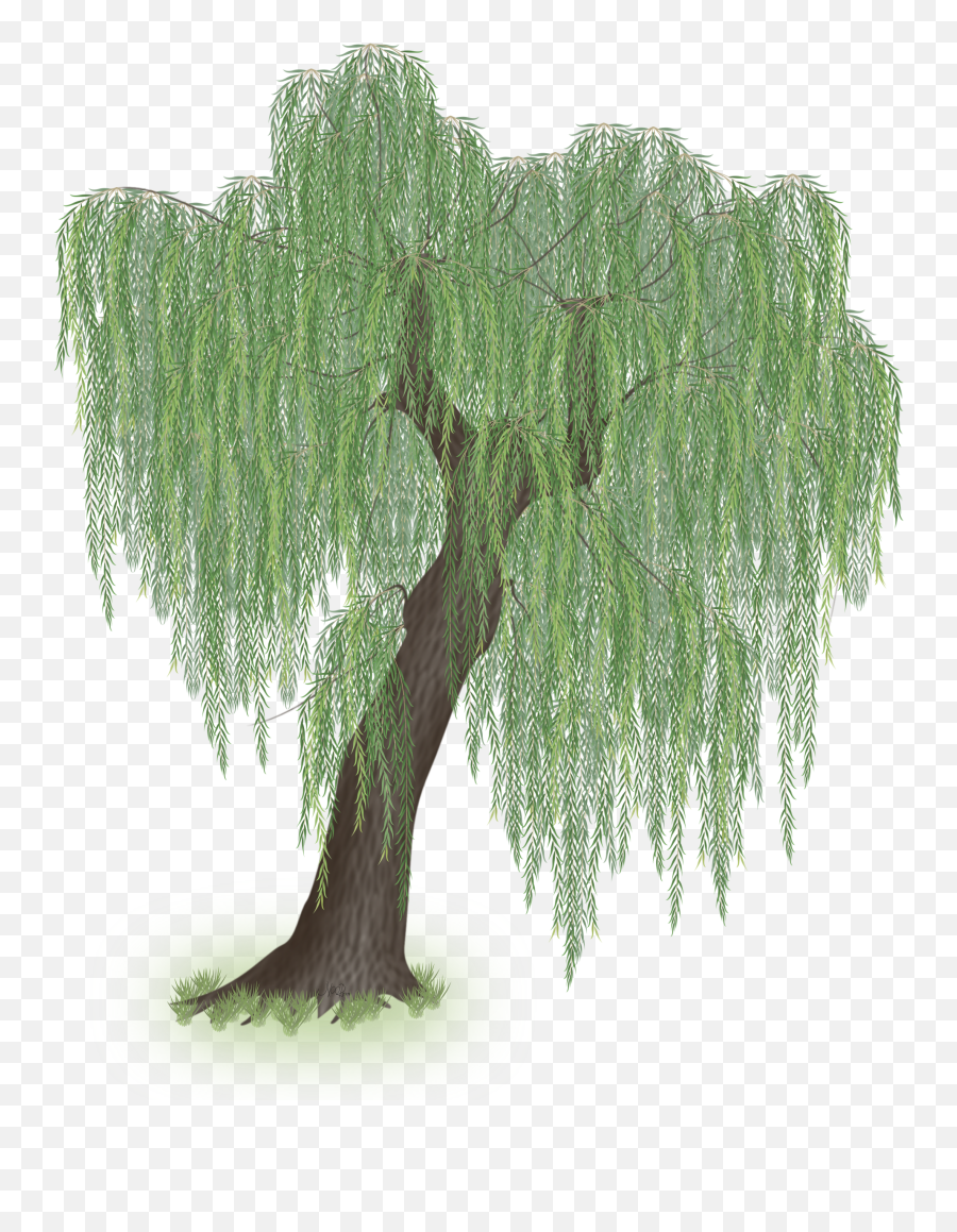 Download Hd Weeping Willow Tree Clipart Transparent Png - Transparent Background Willow Tree Clipart Emoji,Tree Clipart Png