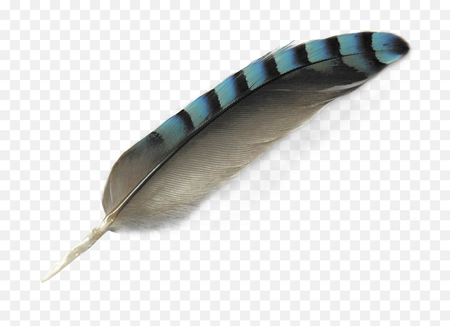 Peacock Feather Png Image - Bird Feather Transparent Background Emoji,Peacock Feather Png