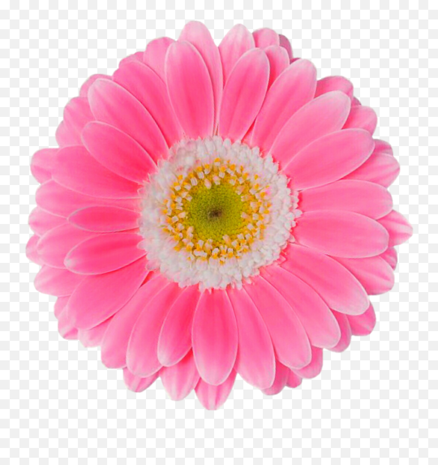 Flores Margaridas Rosa Png Png Image - Transparent Pink Daisy Png Emoji,Rosa Png