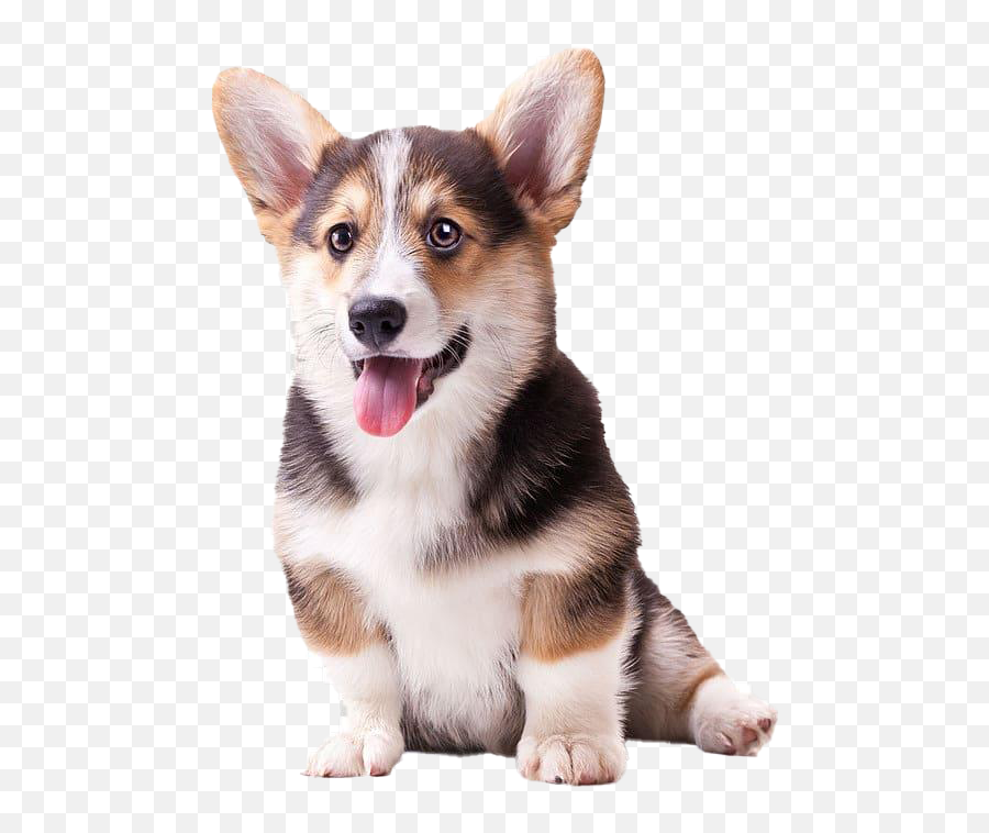 Cute Corgi Dog Png Pic Emoji,Cute Dog Png