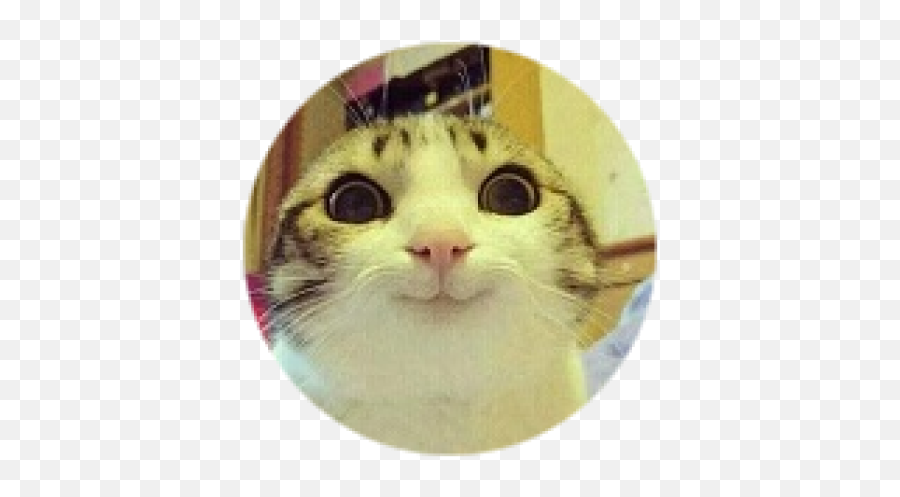 Funny Cat Face - Roblox Emoji,Funny Cat Png