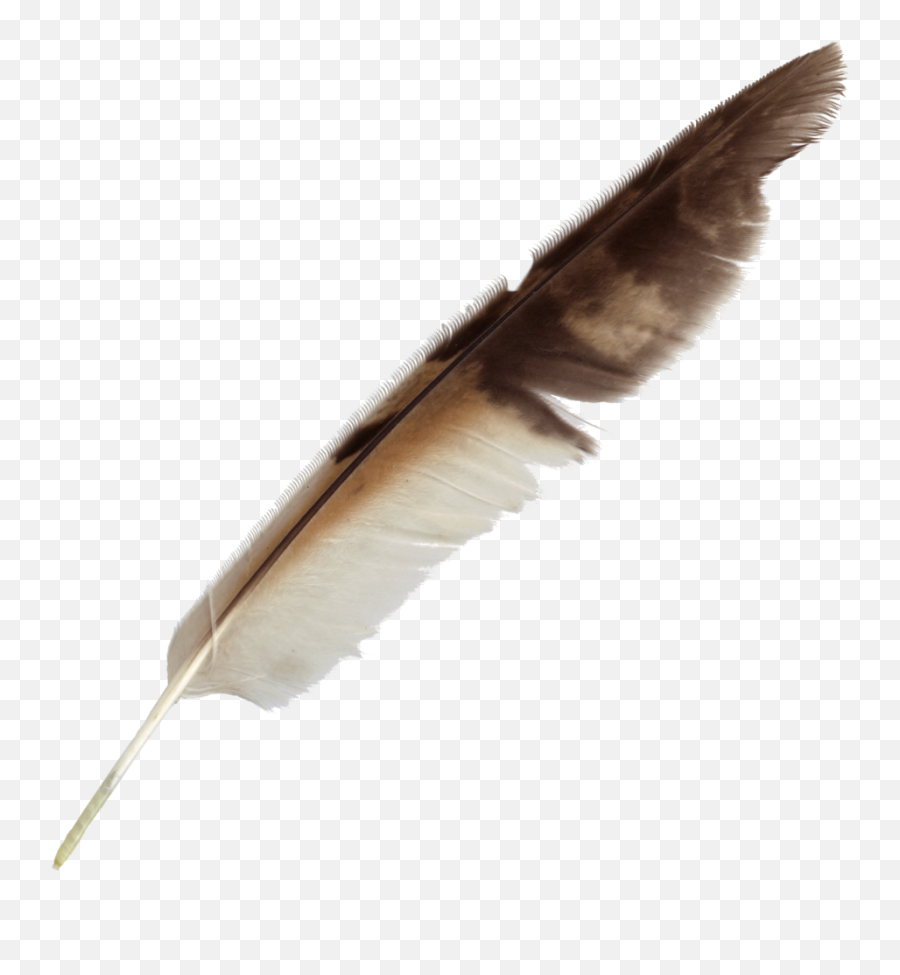 Feather Bird Quill Pen - Feather Pen Png Transparent Transparent Background Quill Png Emoji,Pen Transparent Background