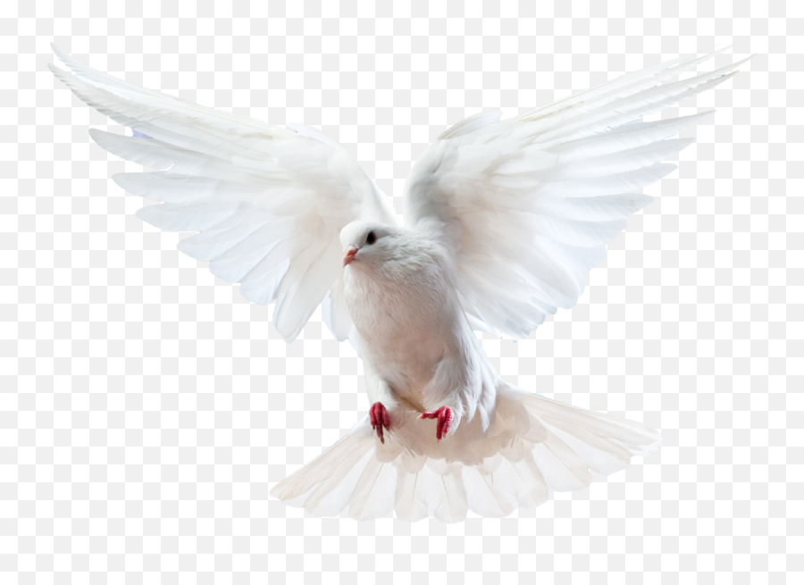 Columbidae Bird Doves As Symbols Domestic Pigeon - White Paloma Alas Abiertas Png Emoji,White Dove Png