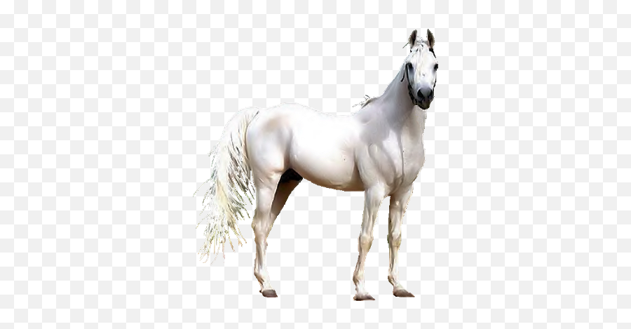 Clip Art Graphics - White Arabian Horse Png Emoji,Horses Png
