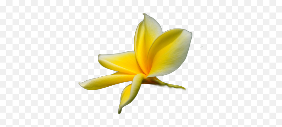 Yellow Flower Vector Png Browse U003e Flowers U0026 Trees - Tropical Yellow Flower Png Emoji,Yellow Flower Transparent