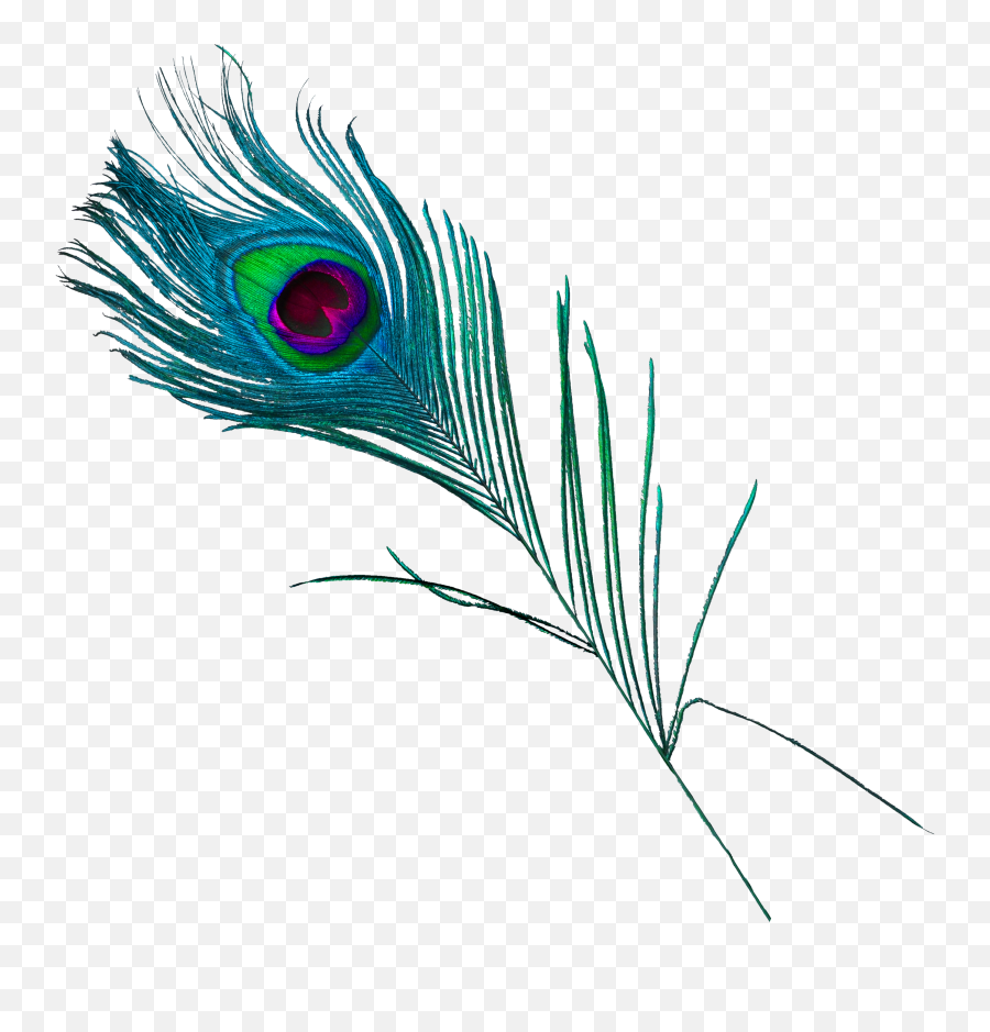 Peacock Feather Png Free Download Png Mart - Pavo Real Plumas Png Emoji,Feather Png