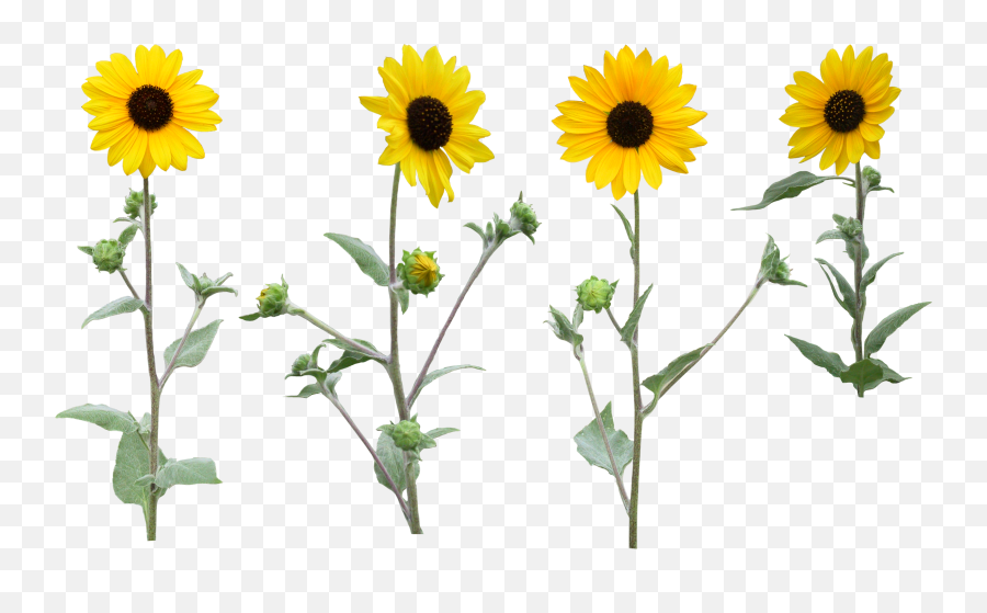 Single Sunflower Png With Leaf - Flower Full Size Png Emoji,Sunflower Png