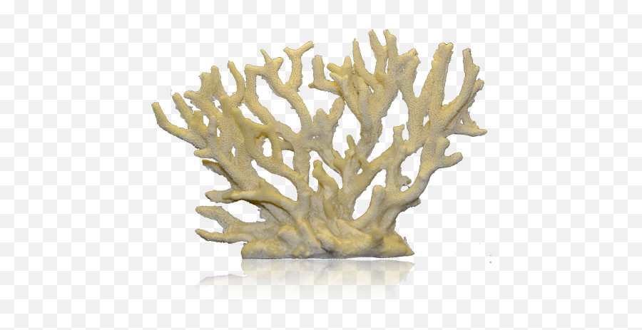 Coral Concepts - Realistic Coral Transparent Png Emoji,Coral Png