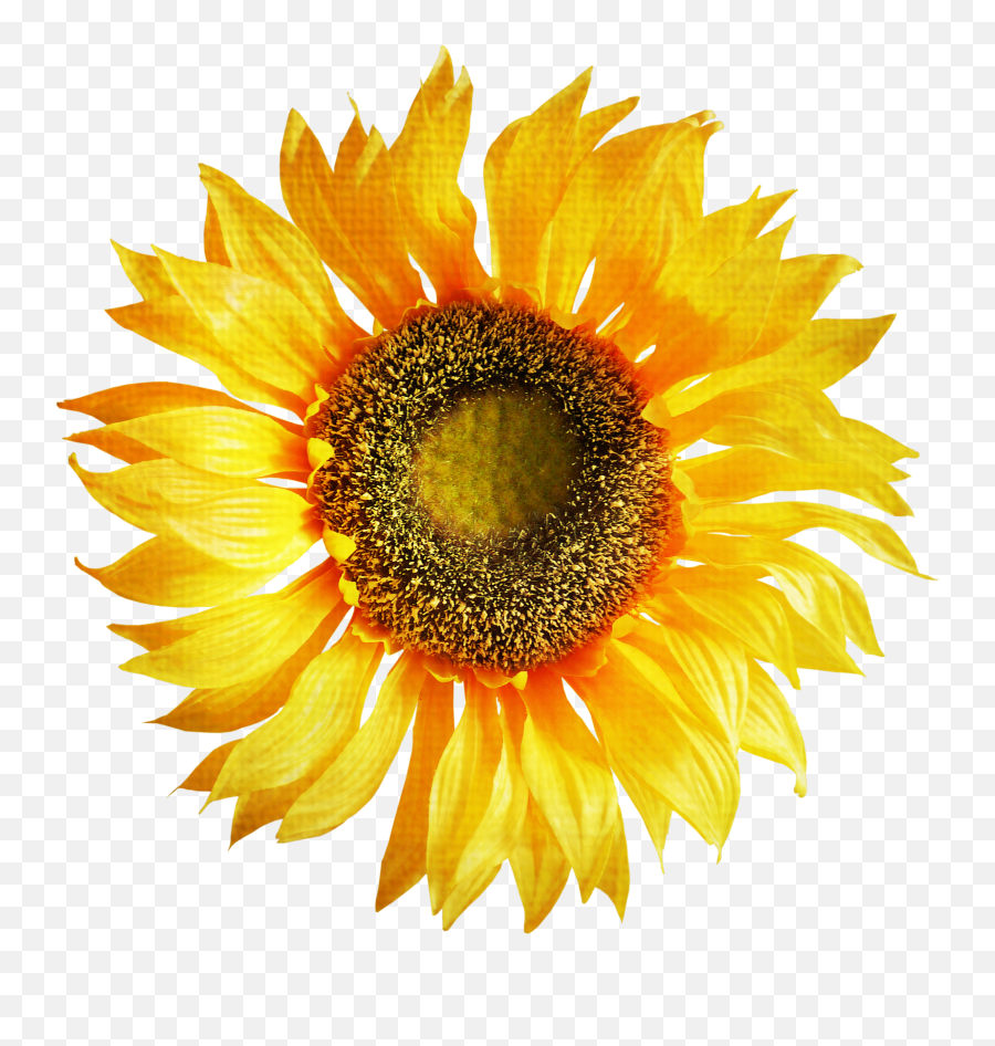 Sunflower Clipart Png - Girassol Png Fundo Transparente Emoji,Sunflower Clipart