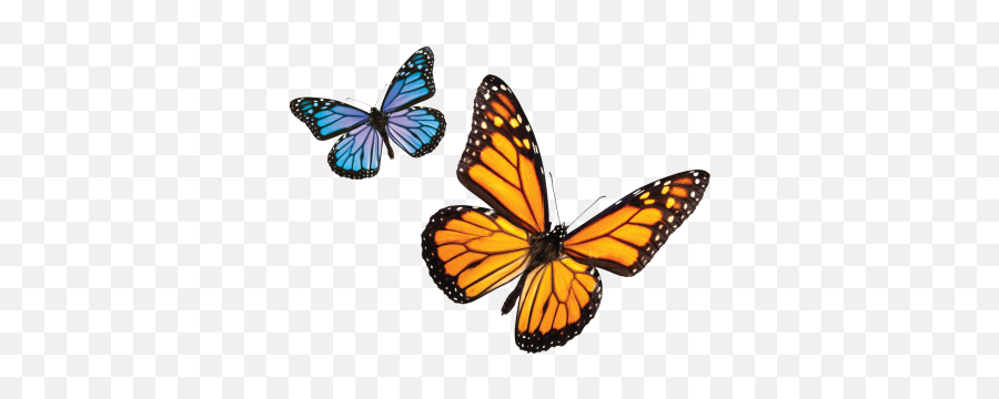 Download Butterfly Free Png Transparent Image And Clipart - Blue And Orange Butterfly Png Emoji,Monarch Butterfly Png