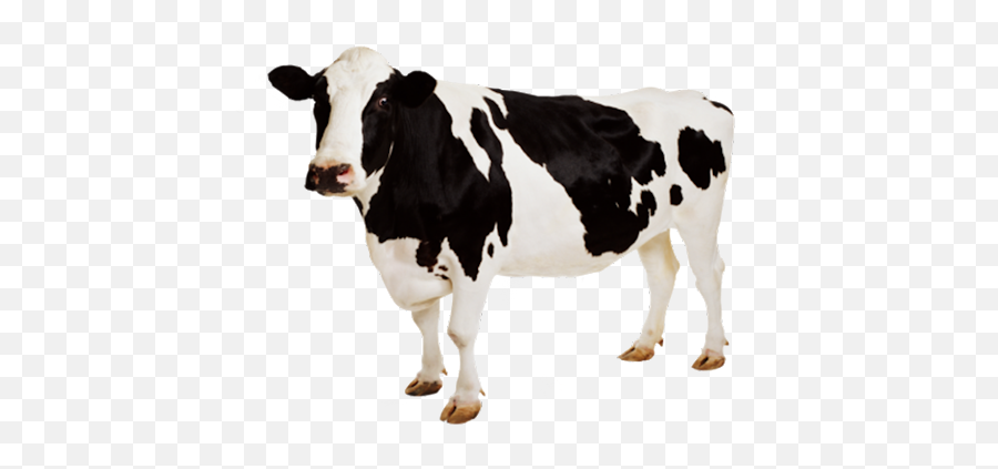 Cattle Png Transparent Images Png All Emoji,Calf Clipart