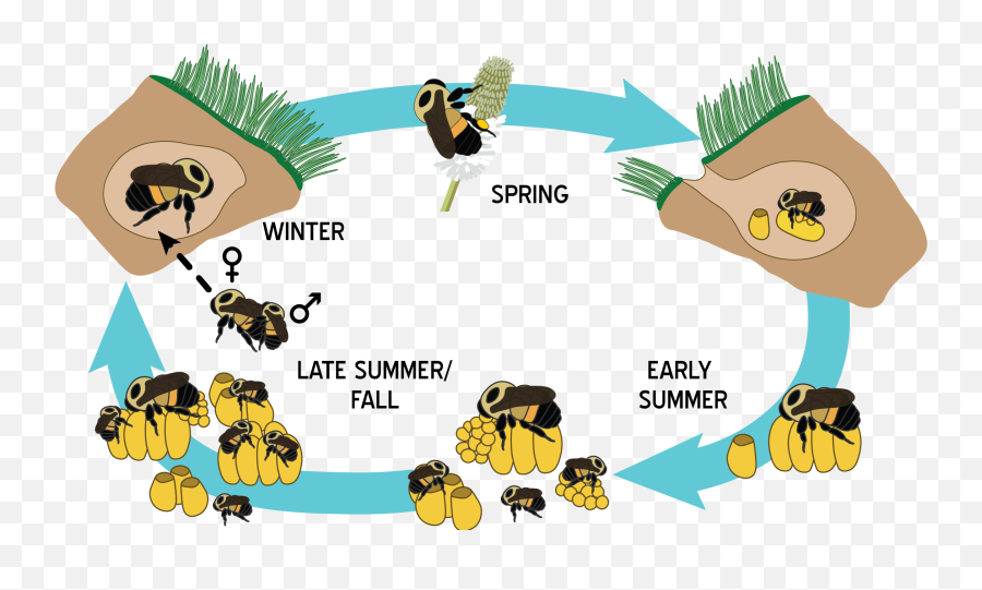 Bumble Bee Colony Life Cycle - Rusty Patched Bumble Bee Life Bee Life Cucle Cartoon Emoji,Bumblebee Clipart