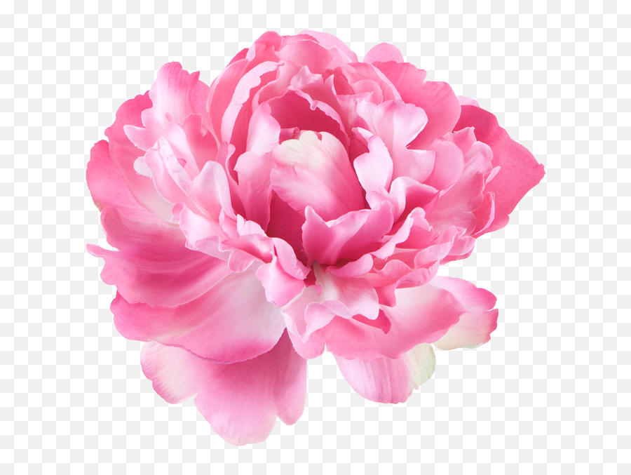 Download Peony Flowers Png - Single Flower White Background Emoji,Single Flower Png