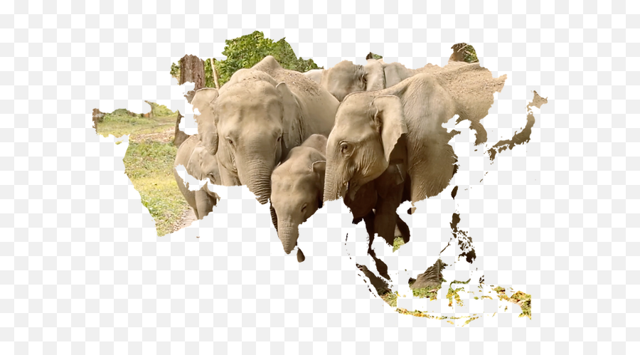 Asian Elephants United States Voice For Asian Elephants Emoji,Elephants Png
