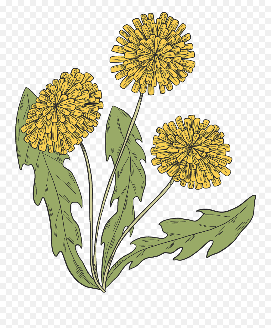 Dandelion Plant Clipart Free Download Transparent Png - Yellow Dandelion Clipart Png Emoji,Dandelion Clipart