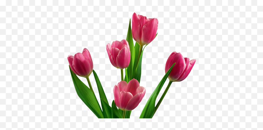Tulip Flower Png Images Free Gallery - Pink Tulip Flower Png Emoji,Pink Png