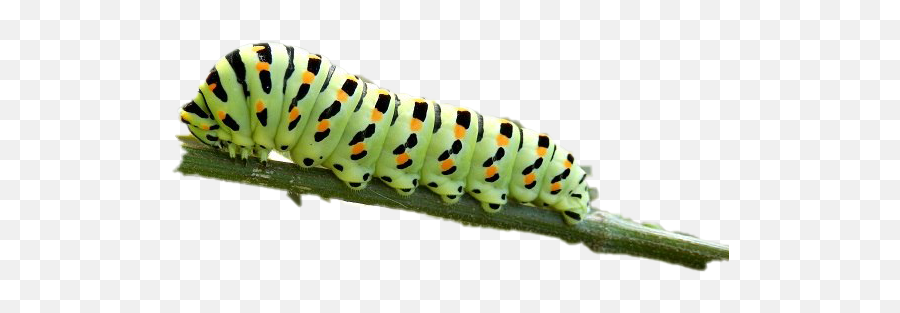 Real Caterpillar - Caterpillar Transparent Emoji,Caterpillar Png