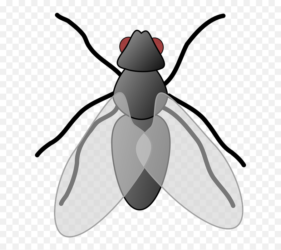 Fly Cartoon Isolated - Fly Clipart Emoji,Fly Png